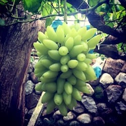 Photo - Pizzutello Bianco Grapes